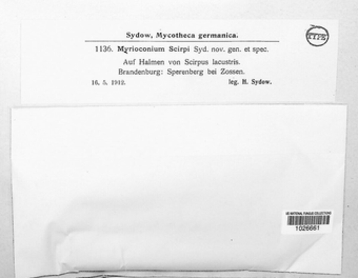 Myrioconium scirpi image